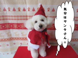 サンタさんトイプードル