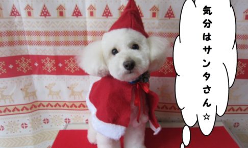 サンタさんトイプードル