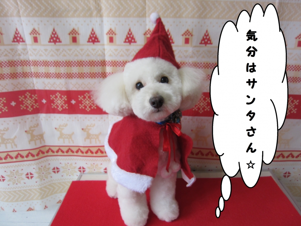サンタさんトイプードル