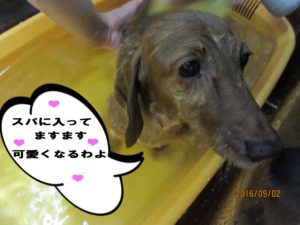 スパ中ミニチュアダックス