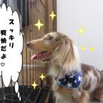 横顔ミニチュアダックス