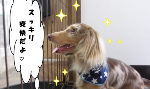 横顔ミニチュアダックス