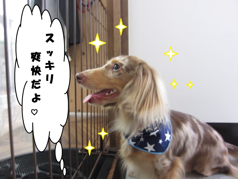 横顔ミニチュアダックス