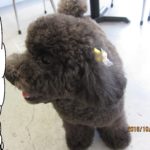 横顔トイプードル