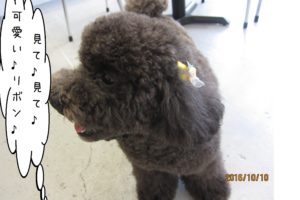 横顔トイプードル