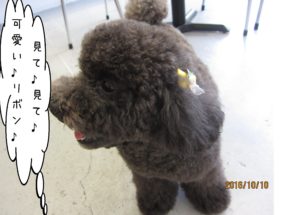 横顔トイプードル