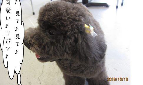 横顔トイプードル