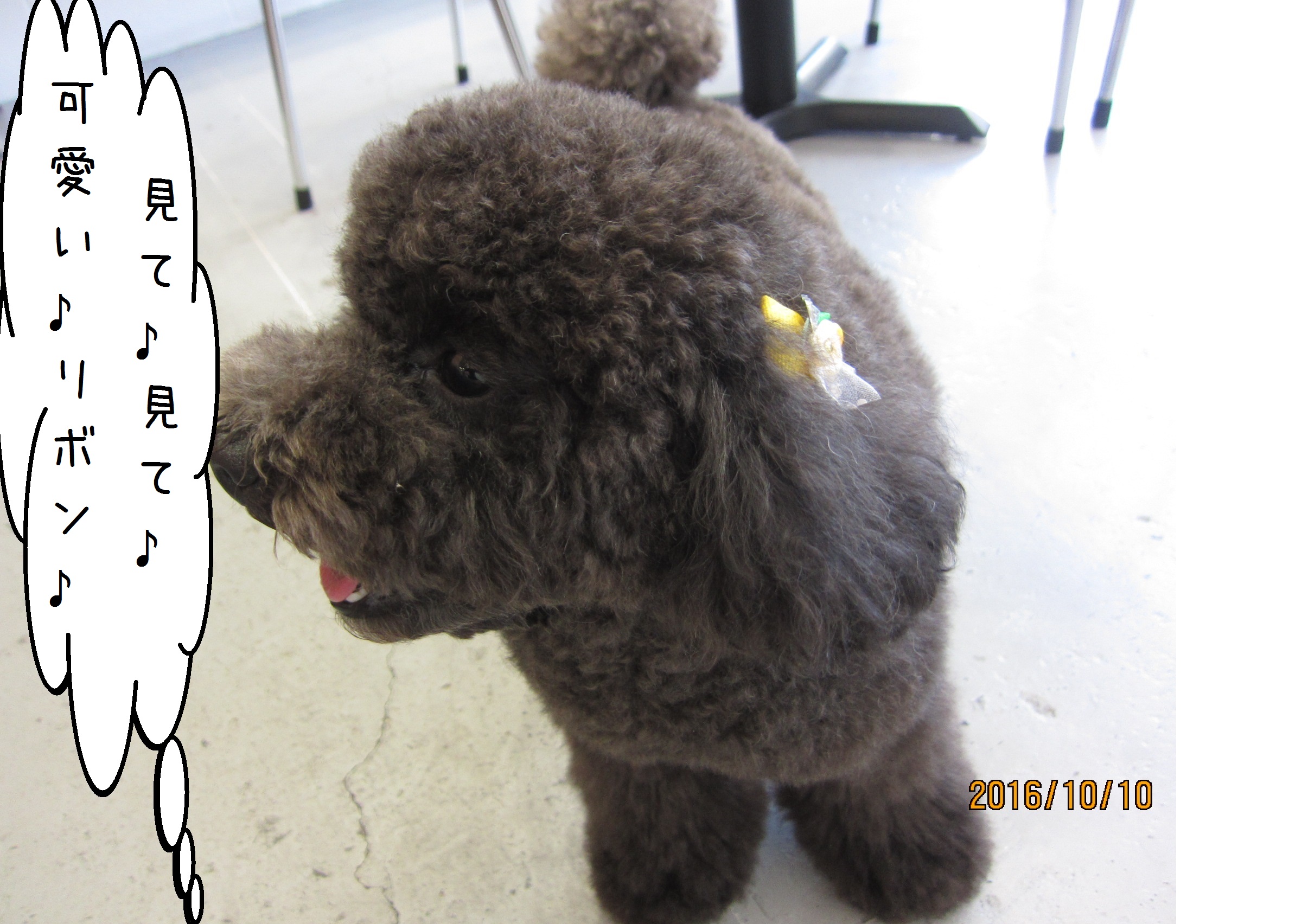 横顔トイプードル