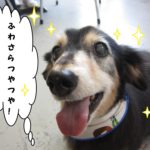 笑顔ミニチュアダックス