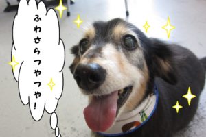 笑顔ミニチュアダックス