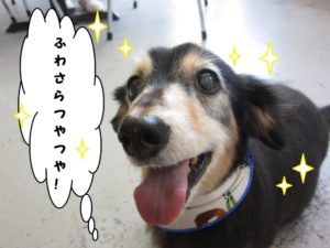 笑顔ミニチュアダックス