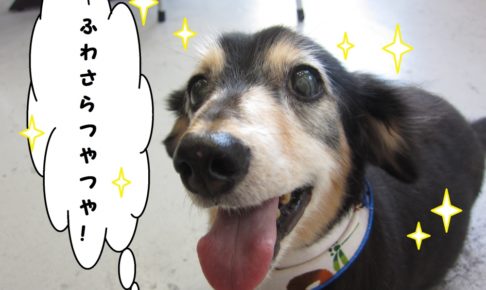 笑顔ミニチュアダックス