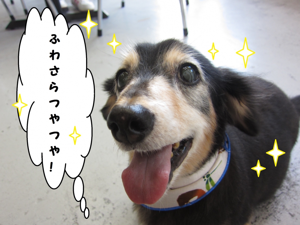 笑顔ミニチュアダックス