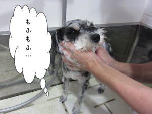 シャンプー中Mシュナ