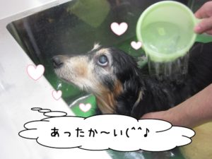スパ中ミニチュアダックス