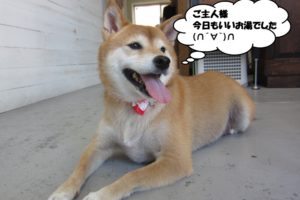 くつろぎ柴犬
