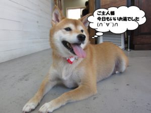 くつろぎ柴犬
