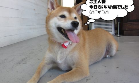 くつろぎ柴犬