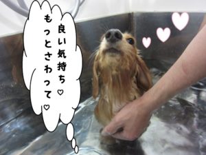 スパ中ミニチュアダックス