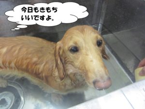 スパ中ミニチュアダックス