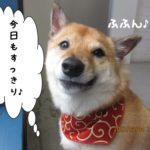 微笑む柴犬
