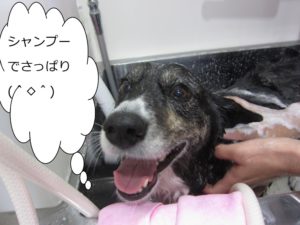 シャンプー中コーギー