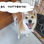 笑顔柴犬