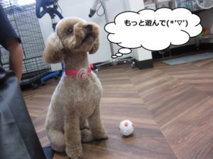施術後トイプードル