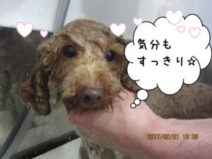 シャンプー中トイプードル