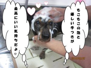 シャンプー中ミニチュアダックス