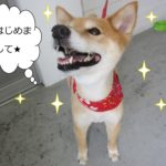 笑顔キラキラミックス