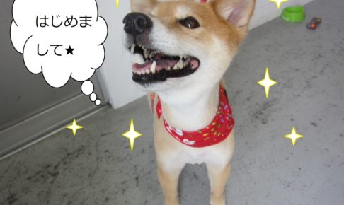 笑顔キラキラミックス