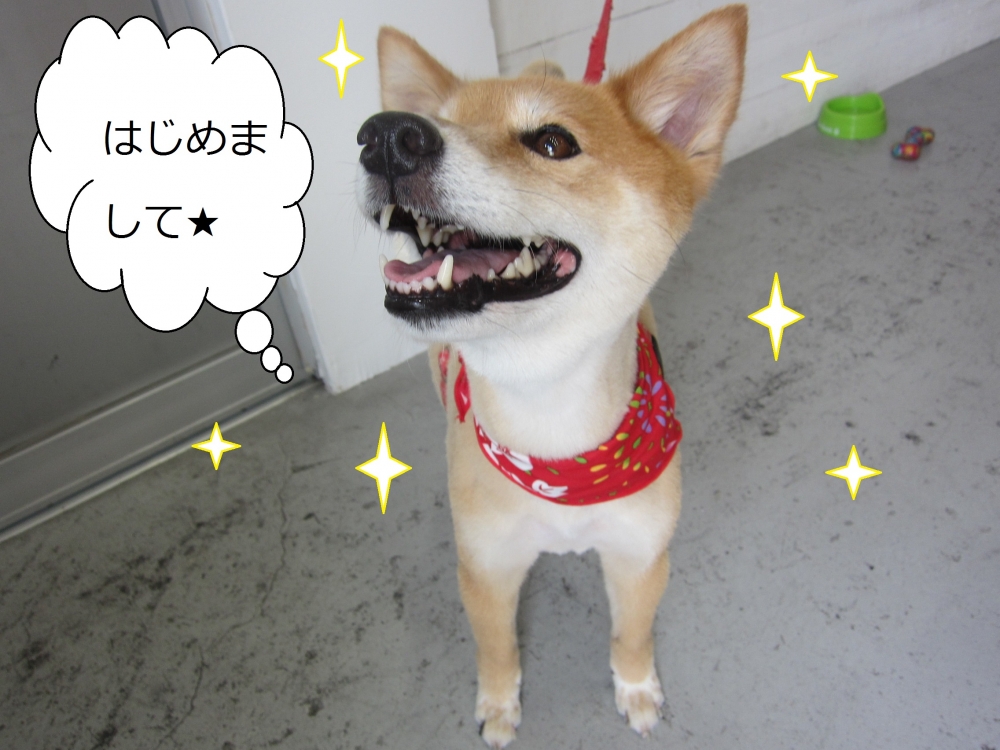 笑顔キラキラミックス