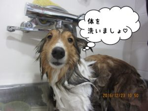 シャンプー中シェルティー