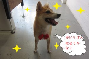 笑顔柴犬