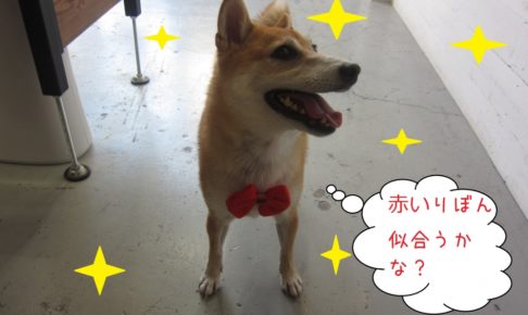 笑顔柴犬