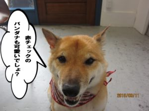 施術後柴犬