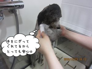 シャンプー中トイプードル