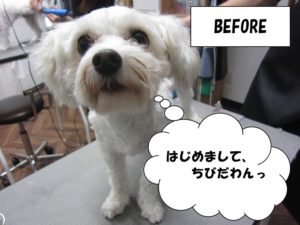 カット前マルチーズ