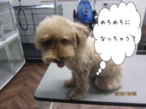 カット前トイプードル