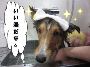 スパ中シェルティー
