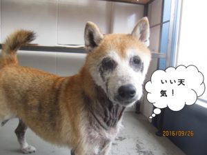 施術後柴犬