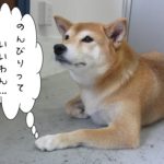 のんびり柴犬