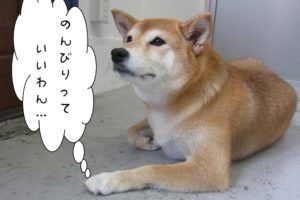 のんびり柴犬