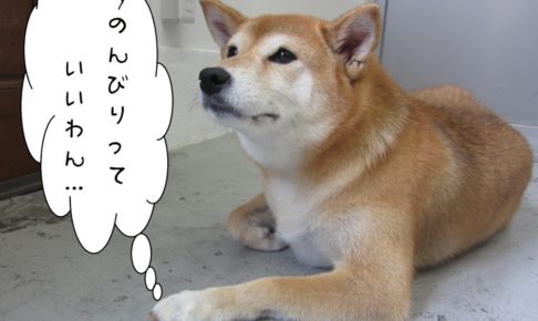 のんびり柴犬