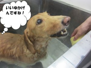 スパ中ミニチュアダックス