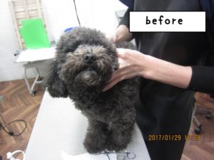 カット前トイプードル