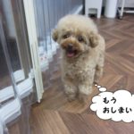 ご機嫌トイプードル