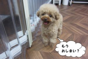 ご機嫌トイプードル