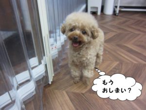 ご機嫌トイプードル